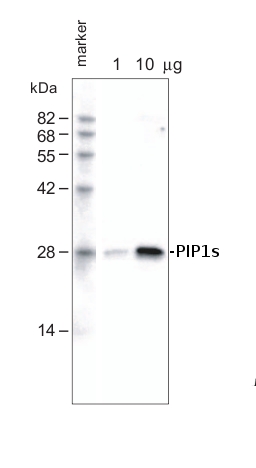 western blot detection using anti-PIPs antibodies